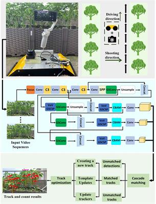 Green pepper fruits counting based on improved DeepSort and optimized Yolov5s